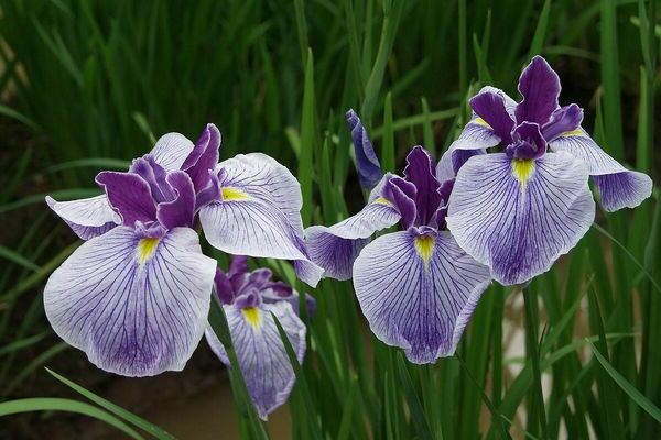 irises fotografija