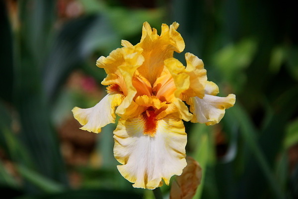 planting irises