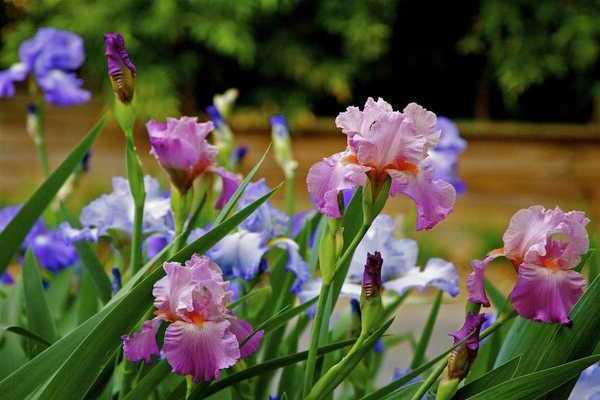 irises pagtatanim at pangangalaga