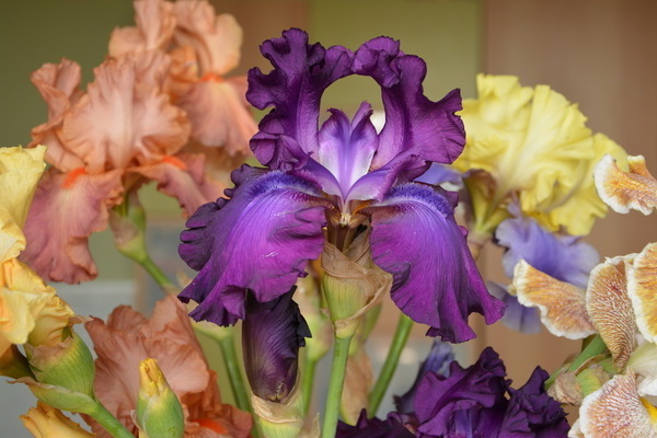 iris description