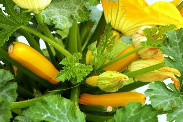 Planter des courgettes en pleine terre