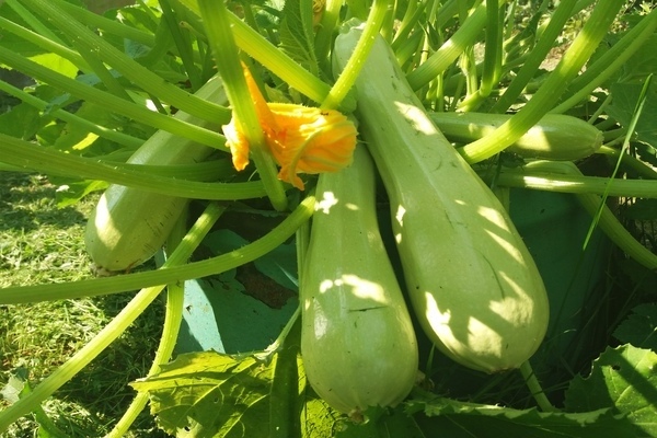 Graines de courgettes en pleine terre