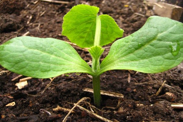 mga litrato ng mga punla ng zucchini