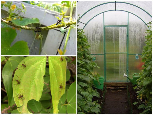 how to get rid of ants in a greenhouse