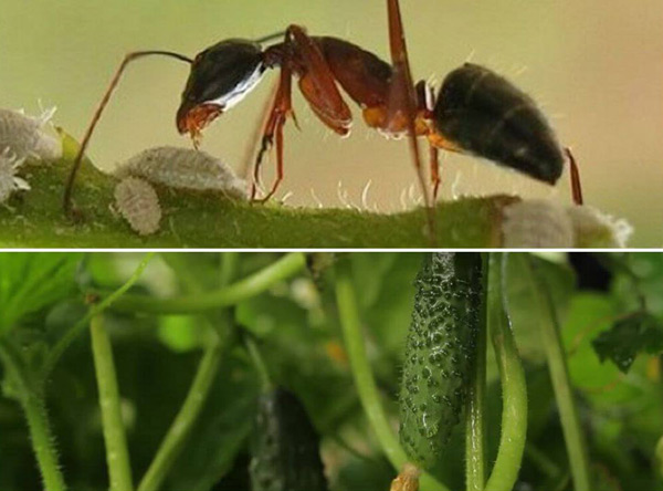 how to get rid of ants in a greenhouse