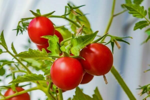 feeding tomatoes with yeast in the greenhouse