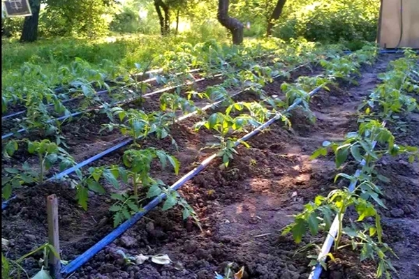 watering tomatoes