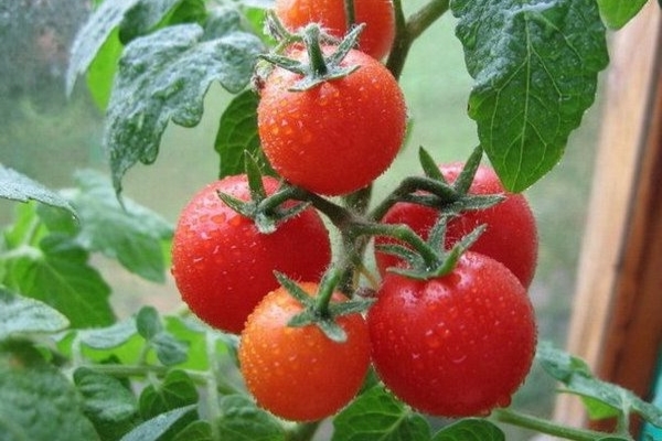 die Tomaten füttern