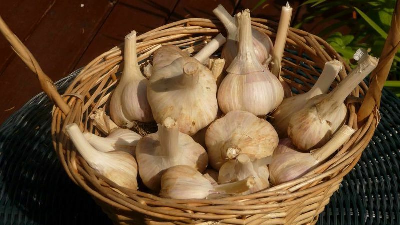 Knoblauch für die Lagerung vorbereiten