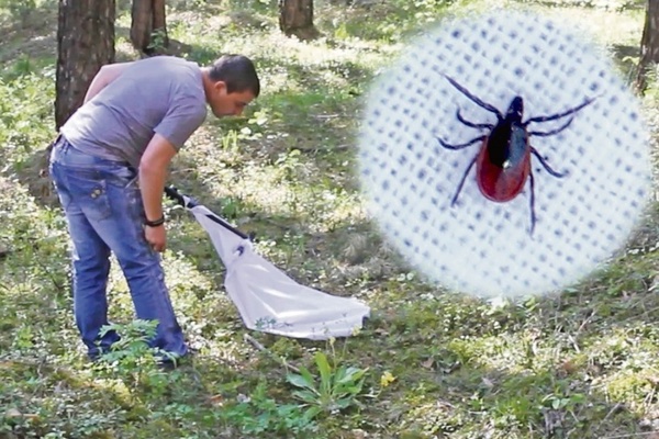 kung paano mapupuksa ang mga ticks sa kanilang tag-init na maliit na bahay