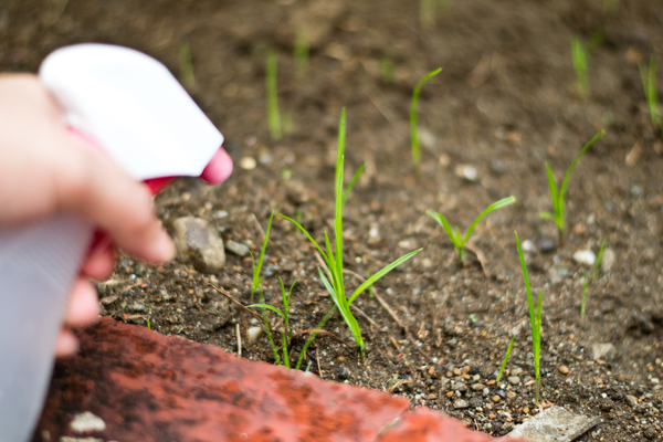 how to get rid of weeds