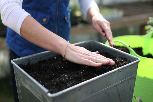 how to disinfect the ground before planting