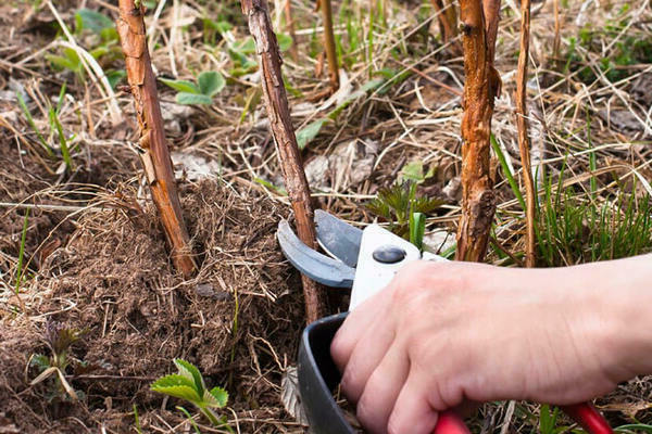 How to prune raspberries: an introduction