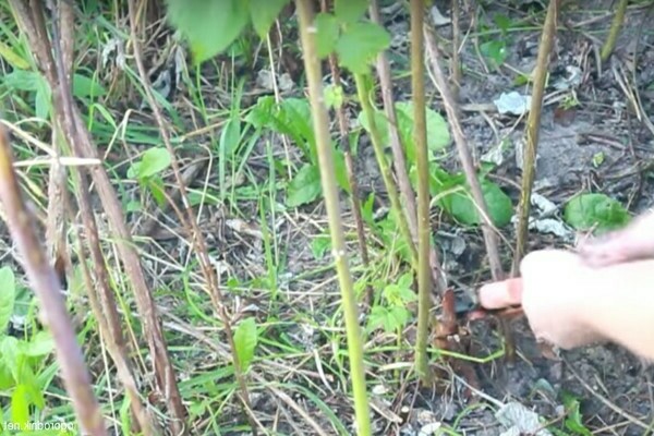 Kako orezati maline da biste produžili plodove