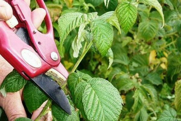 Pruning raspberries in the spring