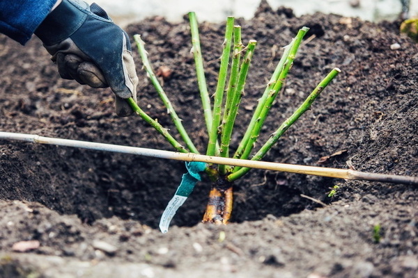 Com trasplantar una rosa: a quina hora es pot trasplantar