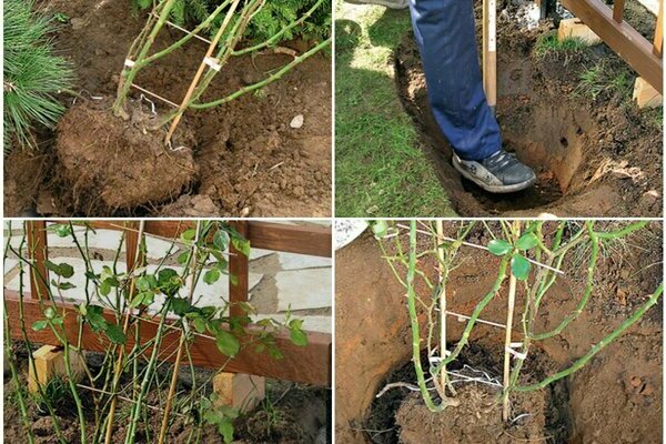 Com trasplantar una rosa correctament: trasplantar una planta gran o adulta