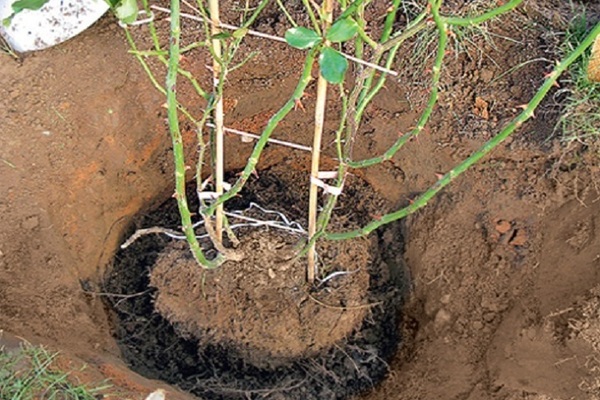 Rose transplant: maaari bang i-transplant ang isang namumulaklak na rosas? Paano ito gawin nang tama