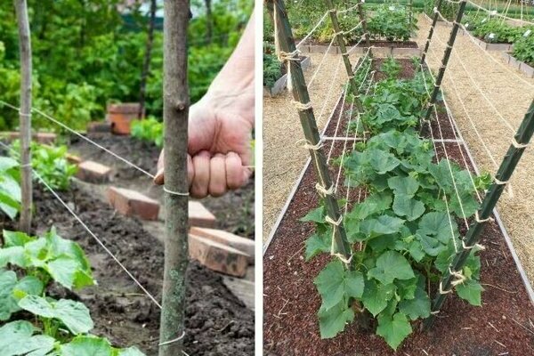 Paano itali nang tama ang mga pipino: kung paano itali ang mga pipino sa labas ng bahay