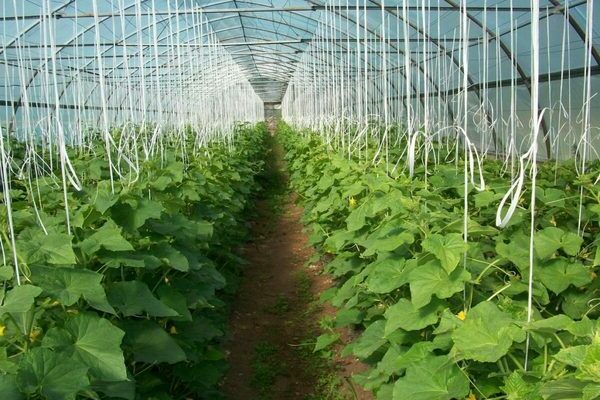 How to tie cucumbers correctly: how to tie cucumbers in a greenhouse