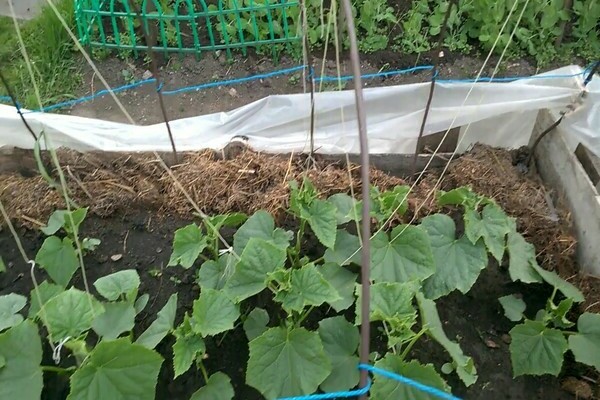 How to tie cucumbers in a greenhouse correctly