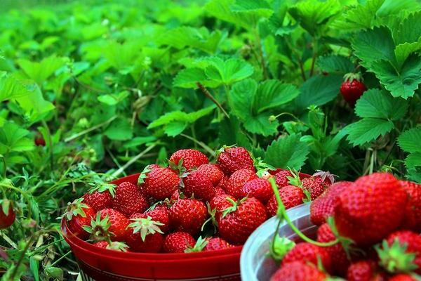 Paano magtanim ng mga strawberry para sa isang mayamang ani