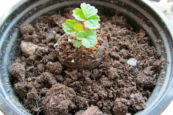 Wie man Erdbeeren mit Samen pflanzt