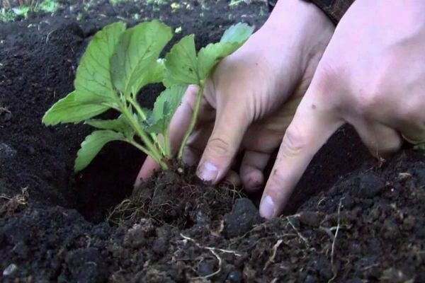 Planting strawberry seedlings, site preparation