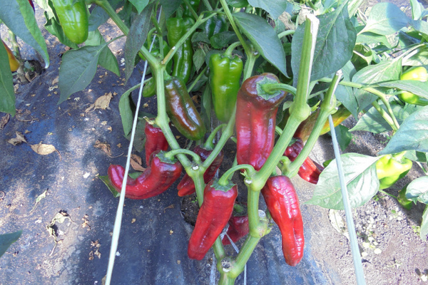 paprika kakadua