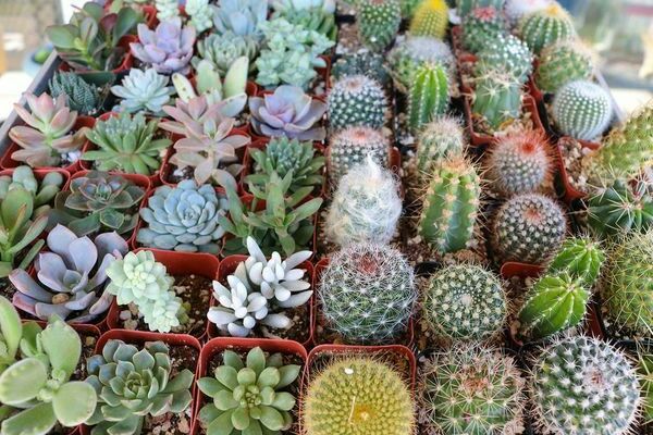 cacti at succulents