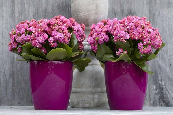 kalanchoe