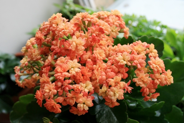 kalanchoe