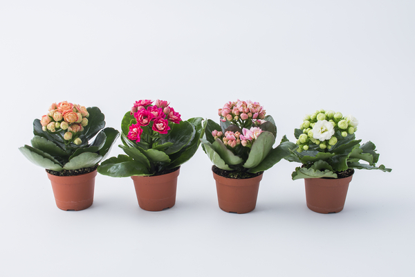 Kalanchoe mix