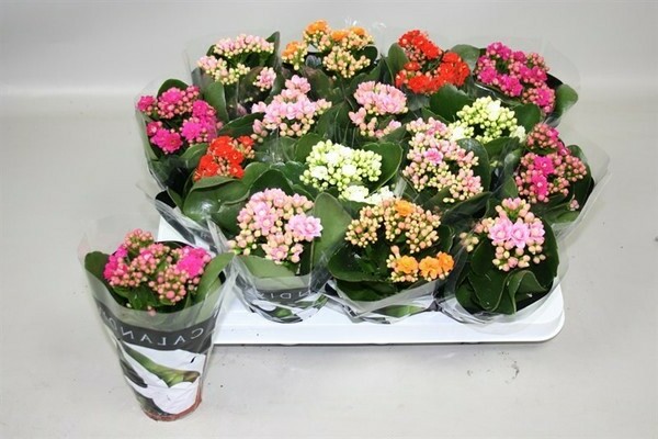 Kalanchoe mix