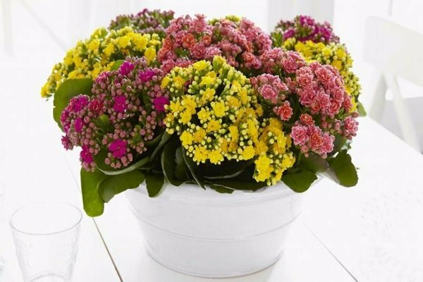 Kalanchoe mix