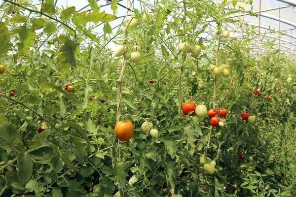 Calcium Chloride for Tomato