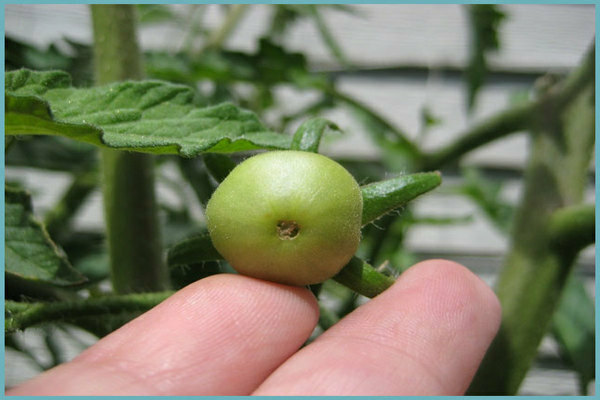 Calcium fertilizer for tomatoes