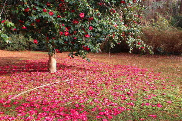 Kamelienbaum pflanzen