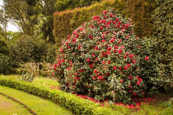 Larawan ng puno ng camellia