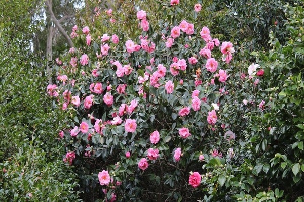 Pagtanim at pag-aalaga ng puno ng camellia