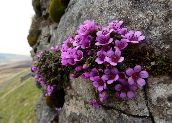 saxifrage