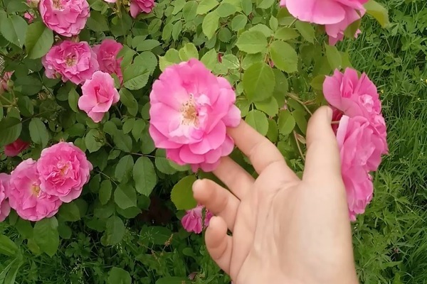 Description of Canadian roses: instructions for proper care