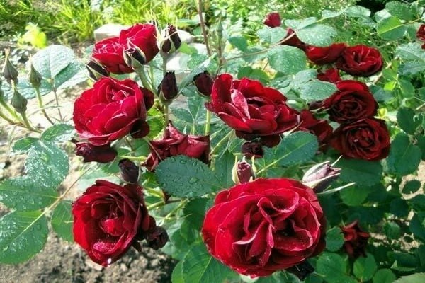 Canadian rose: larawan, paglalarawan ng mga piling species ng kulubot na rosas