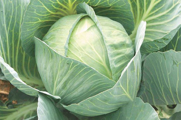 cabbage valentine