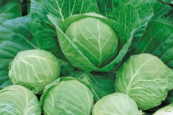 cabbage valentine