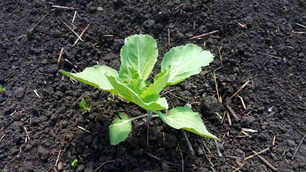 cabbage valentine