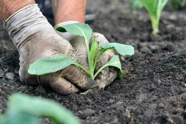 planting cabbage