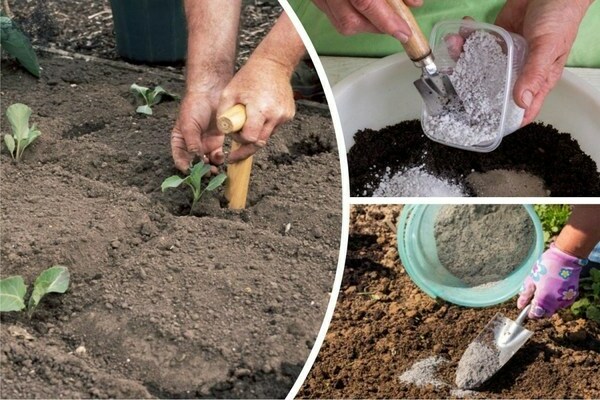 planter du chou dans le trou