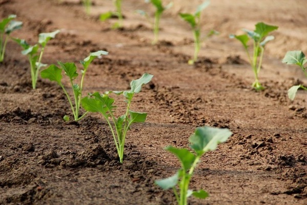 planting cabbage