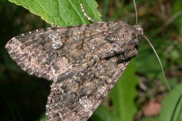 gnawing scoop photo